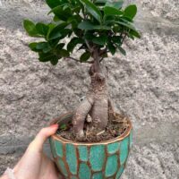 Ficus Ginseng Bonsai Tree In Ceramic Planter