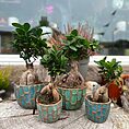 Ficus Ginseng Bonsai Tree In Ceramic Planter