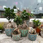 Ficus Ginseng Bonsai Tree In Ceramic Planter