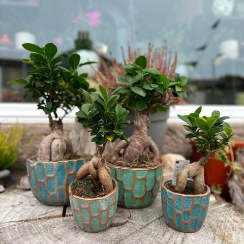Ficus Ginseng Bonsai Tree In Ceramic Planter