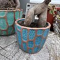 Ficus Ginseng Bonsai Tree In Ceramic Planter