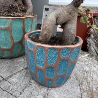 Ficus Ginseng Bonsai Tree In Ceramic Planter