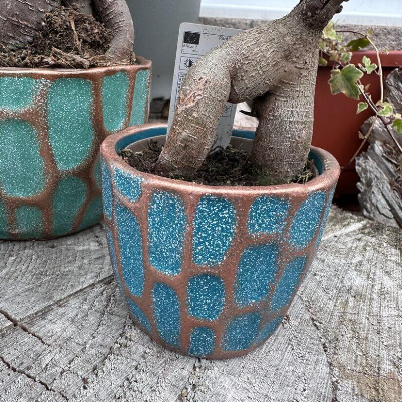 Ficus Ginseng Bonsai Tree In Ceramic Planter Ficus Ginseng Bonsai Tree In Ceramic Planter