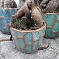 Ficus Ginseng Bonsai Tree In Ceramic Planter