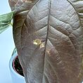 img_6171