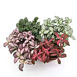 Fittonia Nerve Mosaic Plant