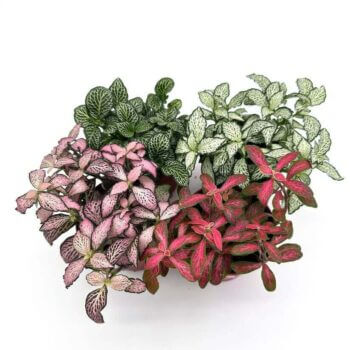 Fittonia Nerve Mosaic Plant