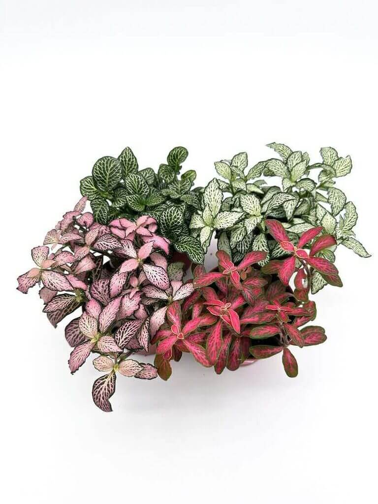 Fittonia Nerve Mosaic Plant