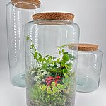 Classic Tall Closed Terrarium Glass Container Cork Lid