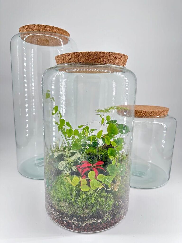 Classic Tall Closed Terrarium Glass Container Cork Lid