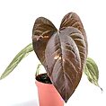 anthurium