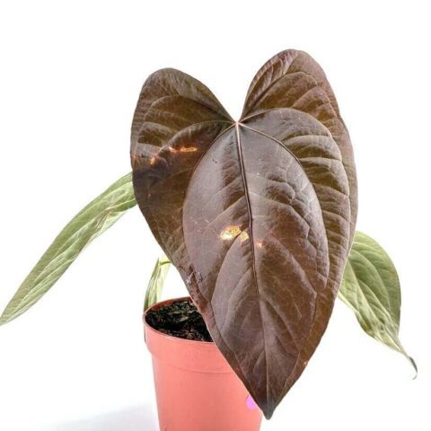 anthurium