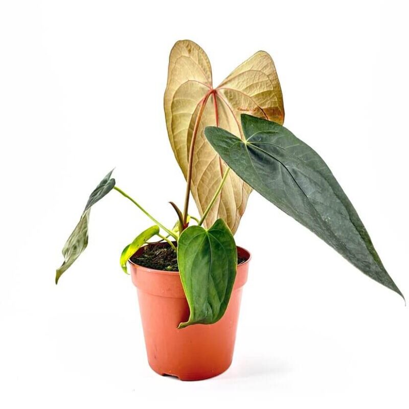 anthurium anthurium