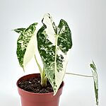 Alocasia Micholitziana Frydek Variegata 10cm pot
