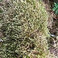 Close-up view of vibrant green moss textures with sunlight highlighting lush strands.