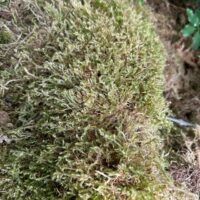 Close-up view of vibrant green moss textures with sunlight highlighting lush strands.