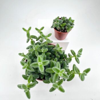 Lush potted succulents in terracotta pots against a minimalist white background, showcasing natural beauty.