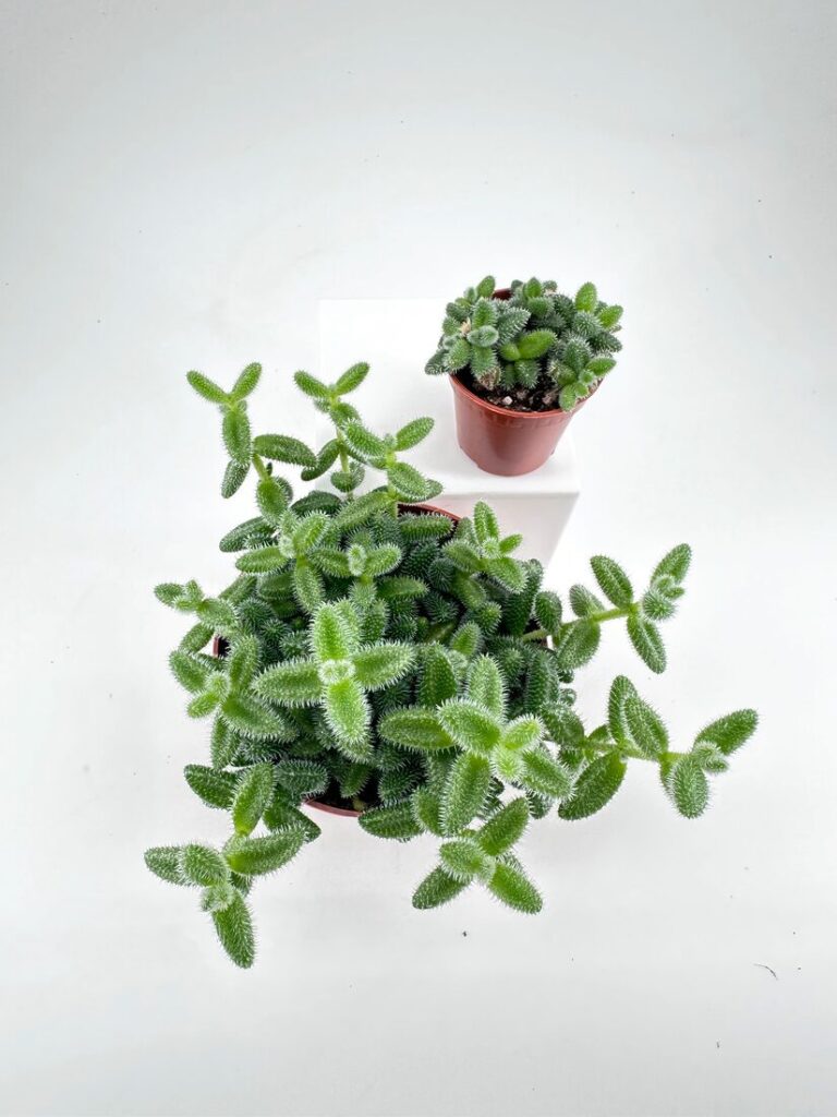 Lush potted succulents in terracotta pots against a minimalist white background, showcasing natural beauty.