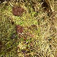 Lush green moss with pine needles and stones on a forest floor.
