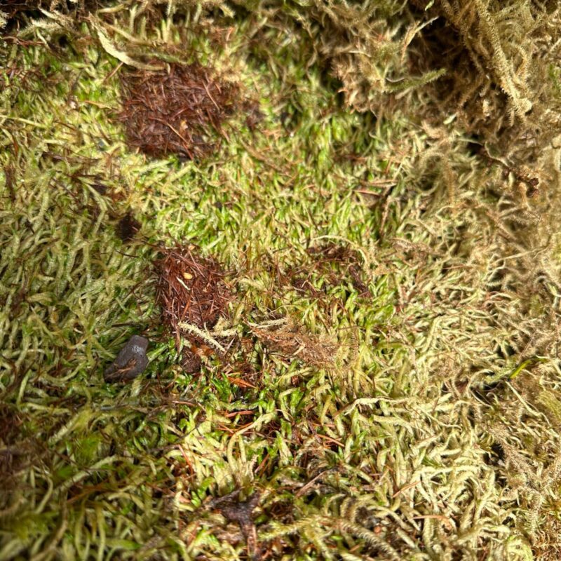 Mossy Tapestry: Natures Intricate Forest Floor Lush green moss with pine needles and stones on a forest floor.