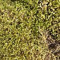 Vibrant green moss with varied textures, interwoven with grasses and twigs, outdoors.