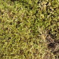 Vibrant green moss with varied textures, interwoven with grasses and twigs, outdoors.