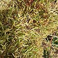 Lush moss mat with vibrant greens, yellows, and browns reflecting a thriving ecosystem.