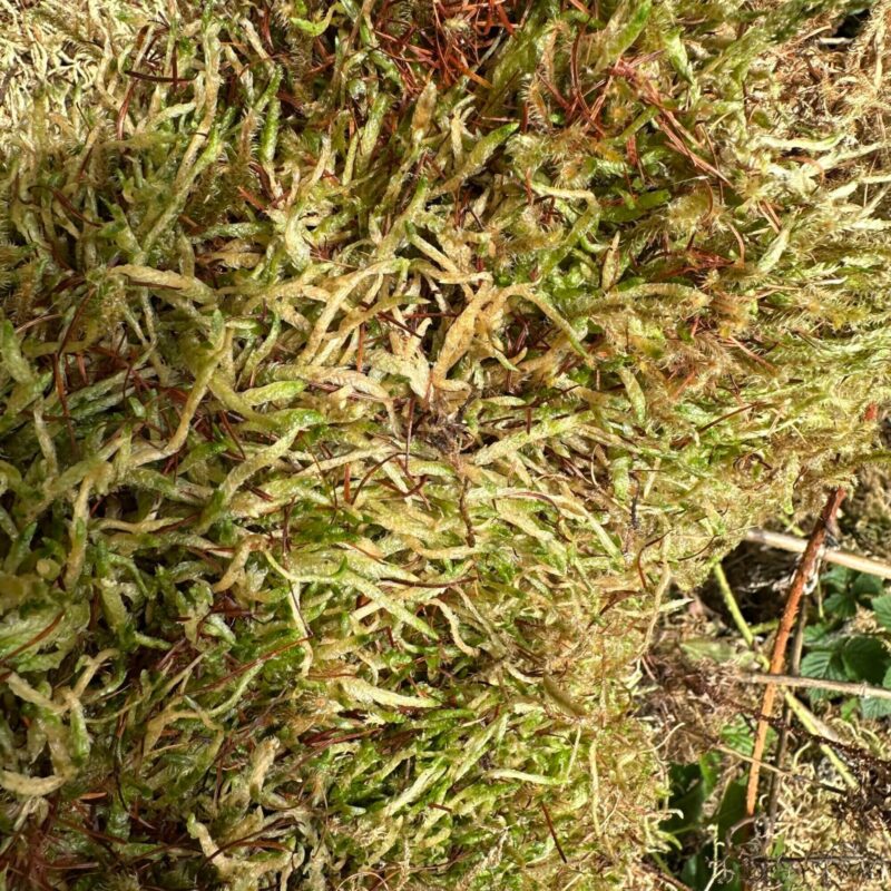 Vibrant Moss Ecosystem: A Tapestry of Life Lush moss mat with vibrant greens, yellows, and browns reflecting a thriving ecosystem.