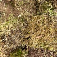 Close-up of vibrant forest moss texture, highlighting natural ecosystem diversity and details.