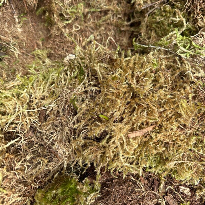 Tranquil Woodland Moss: Natures Carpet of Life Close-up of vibrant forest moss texture, highlighting natural ecosystem diversity and details.