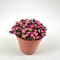 Charming succulent with pink and green leaves in a terracotta pot on a white background.
