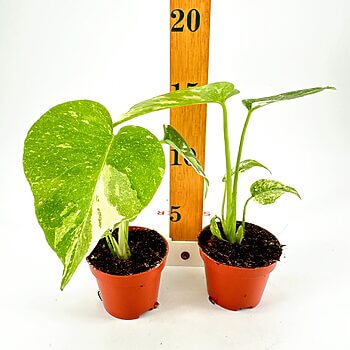 Potted green plants with ruler for size measurement on white background.