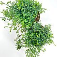 Vibrant overhead view of lush, bushy potted plants with dense green foliage against a white background.