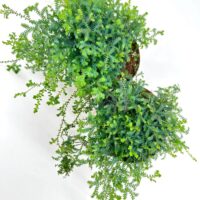 Vibrant overhead view of lush, bushy potted plants with dense green foliage against a white background.