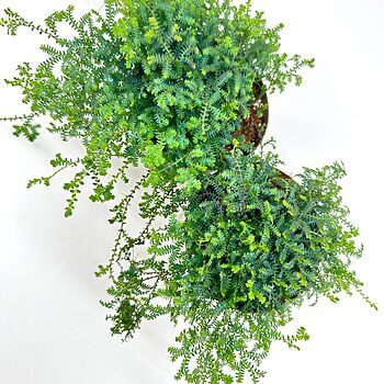 Vibrant overhead view of lush, bushy potted plants with dense green foliage against a white background.