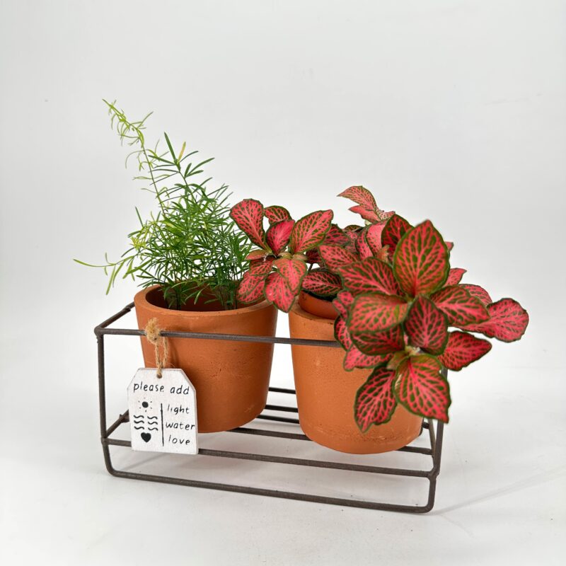Rustic Terracotta Planters Metal in Frame ustic terracotta planter set with metal frame holding small houseplants