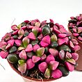 Colourful potted succulents with pink and green leaves on a white background.