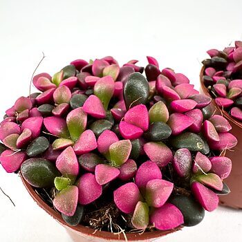 Colourful potted succulents with pink and green leaves on a white background.