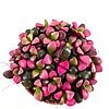 Anacampseros Rufescens Sunrise Succulent 5.5cm pot