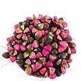 Vibrant succulent pot with heart-shaped green and pink leaves against a white background.