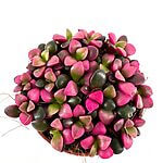 Anacampseros Rufescens Sunrise Succulent 5.5cm pot