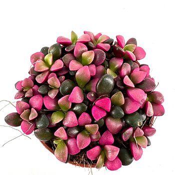 Vibrant succulent pot with heart-shaped green and pink leaves against a white background.