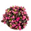 Anacampseros Rufescens Sunrise Succulent 5.5cm pot