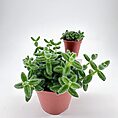 Vibrant succulents in terracotta pots against a clean white background for home decor inspiration.