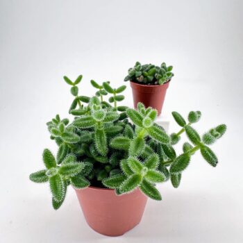 Vibrant succulents in terracotta pots against a clean white background for home decor inspiration.