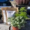 Terrarium Substrate Layers and Plants Kit
