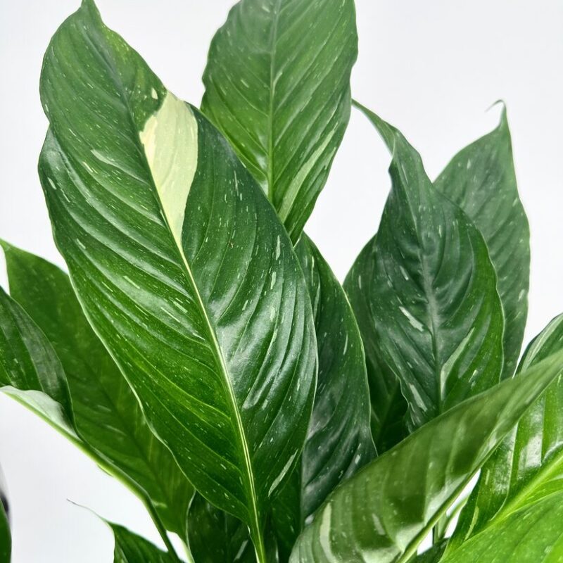 Vibrant Tropical Leaves with Striking Textures and Patterns Lush green leaves display vibrant textures and patterns, evoking tropical plant beauty.