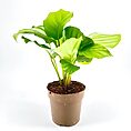 Vibrant Calathea orbifolia plant with striped green leaves against a plain white background.