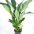 Lush indoor peace lily with glossy leaves and flower buds in a modern black pot.