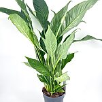 Variegated Peace Lily Spathiphyllum Diamond
